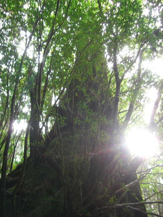 突然思い立って屋久島に行ってきました。<br />4泊5日と、かなりのんびりするプランだと思ってたけど、行ってみたら4泊じゃちょっと短い！！<br />やれたこともいっぱいあるけど、やり残したこともすごくたくさんあります。<br />また、屋久島に行きたいです！<br /><br />今回の旅の行程はこれ。<br /><br />9/28  屋久島へ移動<br />9/29  もののけ姫の森のモデル、白谷雲水峡<br />9/30  縄文杉登山<br />10/1  屋久島一周ドライブ<br />10/2  名古屋へ帰宅(泣)