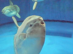 アクアワールド大洗水族館２００９秋