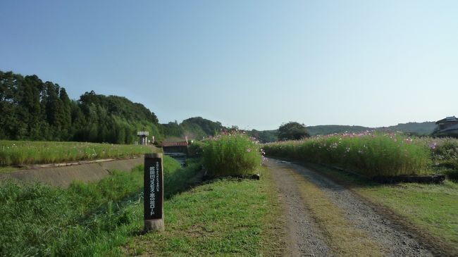 　途中、「馬来田駅」手前で、武田川コスモス菜の花ロードに立ち寄りました。<br /><br />　馬来田の近くまでお出での際は是非お立ち寄りください。駅から４百mほどです。