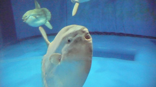 天気は曇りで、水族館に着いたのは昼過ぎでした。<br />イルカショウを観覧した後、館内をゆっくりとまわりました。<br />マンボウ、サメ、アザラシなど特徴ある生き物たちに出会えました。