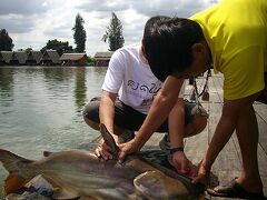 4日曜大魚を釣るバンサムラン釣堀