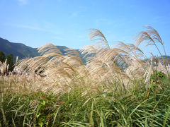 箱根に行ってきた・１ ～仙石原と大涌谷