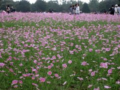 Japan　　コクリコさんのかわりに昭和記念公園へコスモスを見に  2009  ～ミツバチばあやの冒険～