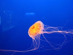 2009年9月 日帰り 江ノ島★アラフォーも楽しめる江ノ島水族館♪