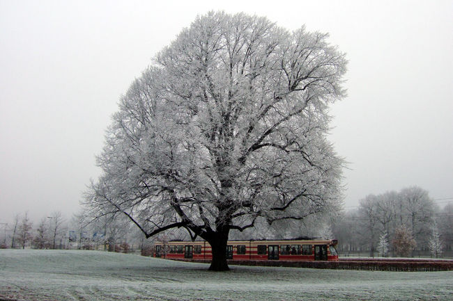 12月21日(土)　　　　　フェルメールの光を探して──オランダ10日間の旅(2)<br /><br /><br />朝10時をとうに過ぎて、ホテルを出るとこんな風景が広がっていた。雪、ではな<br />い。樹氷だ。<br /><br />寒さには強いと思っていた。自宅のある八王子も転居したばかりの20数年前には、<br />ときに明け方─10℃にもなったものだ。今年（2007年）1月のイタリア旅行など、<br />フィレンツェ・ローマでは私だけはコートさえ必要なかった。だが・・・オラン<br />ダをなめていた・・・。<br /><br />とりあえずは、「マウリッツハイス美術館」に。<br /><br />「Museumkaart」というものがある。『地球の歩き方』(2007〜08年版）によれ<br />ば「オランダ国内400以上の美術館や博物館に入場できるという便利なカード」、<br />&#8364;39.95。しかしマウリッツハイスで&#8364;3.00、ほかでも──。<br /><br />確かに「無料で」入場できるとは記載されていない。旅なれた皆さんなら「何を今<br />さら」と歯牙にもかけないのかもしれないが（もともと手にしていないか）、今回<br />ほど『地球の──』を疑った旅もない。<br /><br />午後はトラム利用の市立美術館をあきらめて、ホテルに近いエッシャー美術館（こ<br />こは、もともと「Museamkaart」を使えない。&#8364;7.50）にしよう。それにしても、<br />寒い。