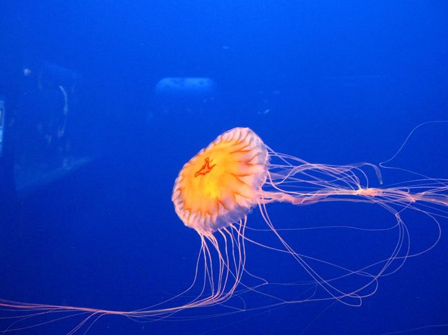 「水族館行かない？イルカに癒されない？」<br /><br />夏もサヨナラしたばかりのある日。<br />先輩からの甘いお誘いでちょっくら行って参りました。<br /><br />確か今年２回目だよなあ。先輩と江ノ島。<br /><br />癒されるって、前回も食って飲んで食って飲んで…<br />でしたよね？<br /><br />でもまあ、旧江ノ島水族館しか行ったことないから<br />とりあえずお供させて頂きますう。^＾