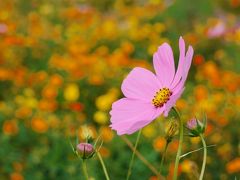 安比奈親水公園まつり