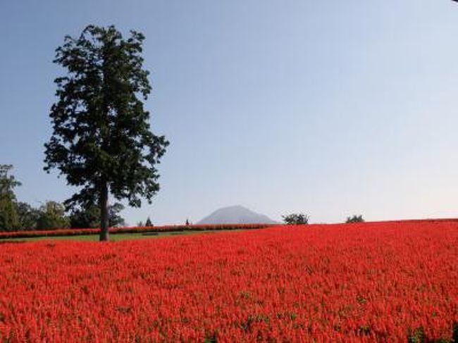 「とっとり花回廊」は秀峰・大山の美しい姿を望む絶好の景観のなか、総面積５０ヘクタールの日本最大級の花の公園。<br />この公園のメインフラワーはユリだが、大山をバックにサルビアで真っ赤になった「花の丘」が見たくて行って来ました。<br />この日は快晴で大山もくっきり。これは期待が持てるぞ！<br />駐車場からウェスタンゲートを入りプロムナード橋を渡って、回廊の中心にある大きなフラワードームへ。ヤシの木やブーゲンビレア、ランが一年中咲き誇るフラワードームもそこそこに「花の丘」に急ぐ。<br />すると眼に真っ赤なサルビアが飛び込んで来て、大山をバックに素晴らしい景観！<br />広大な「花の丘」を真っ赤に染めるサルビアに感動、大満足。<br />この後園内をぐるりと一周する回廊を巡りながら「ジャングルドーム」、一年中ユリが咲き誇る「ゆりの館」、霧が噴き出す「霧の庭園」や「ヨーロピアンガーデン」などを散策しレストラン「花回廊」でランチタイム。<br />大山の麓にある枡水高原でマツムシソウの群落などを見て、大山まきば「ミルクの里」で濃厚なミルクソフトクリームで締めくくり。<br />素晴らしい天気と景観に感動の一日でした。<br /><br />