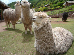 ブラジル＆ペルー　ペルー編