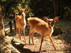 奈良の世界遺産を巡る旅【奈良公園で出会った鹿達】番外編