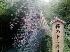 野の花の・・・。