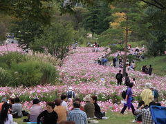 昭和記念公園のコスモス2009