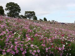 今年も “コスモスの丘” に！　