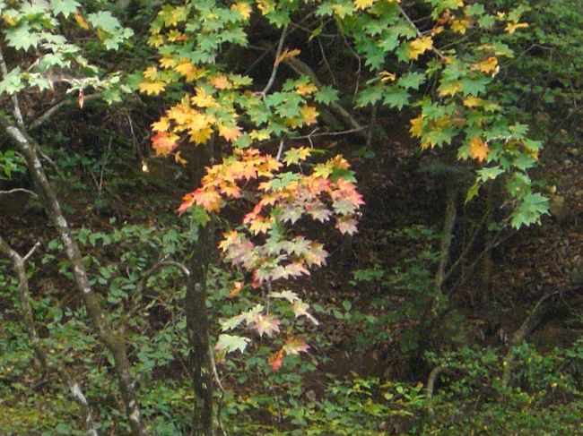 憧れの「四万温泉　たむら」の温泉に入りたくて、お値打ちと聞いた「四万花湧館」に予約を入れました。<br /><br />たむらの温泉はさすが！一人でゆっくり温泉めぐりできました。<br /><br />帰路は、四万温泉から吾妻渓谷、今話題の八ツ場ダム（川原湯温泉）経由で、群馬サファリパークに寄りました。<br /><br />時間があったら、世界遺産登録を目指している「富岡製糸場」へも行きたかったのですが、時間がなく、次回のお楽しみとなりました。<br /><br />　