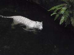 モルディブ・シンガポール旅行記⑤～シンガポール動物園で象に乗る～☆