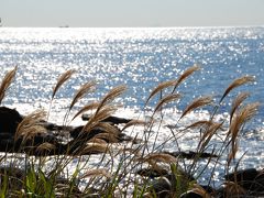 南房総　白浜　　「海岸沿いのススキ」　