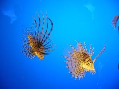 2009年☆伊勢志摩の旅（７）　～鳥羽水族館～