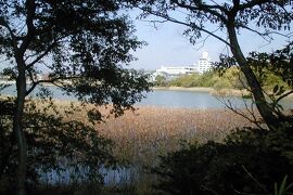 2001秋、紅葉の牧野ヶ池公園(2：完)：牧野ヶ池、山茶花、枯山水の庭園