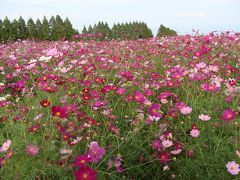 2009・10　生駒高原のコスモス