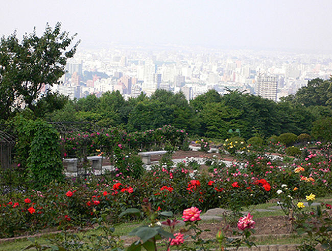 藻岩山ロープウェイの近くにあるバラ園で、眼下に札幌の街並みを一望できます(*´-`)徒歩でももちろん行けますが、とっても勾配がキツイので車やタクシーで行くほうが早いかも。エンジン全開で上ってくださいね。公式サイトでは地下鉄からバスを乗り継ぎ、停留所から徒歩20分ほどとなっていますが徒歩を利用するなら市電の「ロープウェイ前」下車。市電は約7分おきに来るので待ち時間も少なくておススメ。大通駅からもすすきの駅からもすぐ乗れます♪標高が高めの場所なのでバラが咲くのも遅いのか開園しているのは6月初旬から10月中旬まで。大人500円●追記●入場者がピーク時の三分の一まで減少したこと等から、2009年10/18をもって完全閉鎖となりました。4000株ものバラは全てバラ園を所有する業者によって移されバラ達は姿を消してしまいました…まさか閉鎖してしまうとは思っていませんでしたので来年も行くのを楽しみにしていたのですが、今となっては記念の写真となりました。
