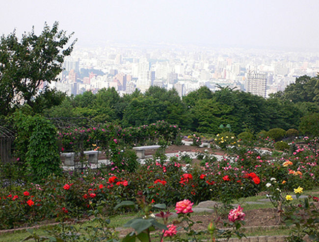 藻岩山ロープウェイの近くにあるバラ園で、<br />眼下に札幌の街並みを一望できます(*´-`)<br /><br />徒歩でももちろん行けますが、とっても勾配がキツイので<br />車やタクシーで行くほうが早いかも。<br />エンジン全開で上ってくださいね。<br /><br />公式サイトでは地下鉄からバスを乗り継ぎ、<br />停留所から徒歩20分ほどとなっていますが<br />徒歩を利用するなら市電の「ロープウェイ前」下車。<br />市電は約7分おきに来るので待ち時間も少なくておススメ。<br />大通駅からもすすきの駅からもすぐ乗れます♪<br /><br />標高が高めの場所なのでバラが咲くのも遅いのか<br />開園しているのは6月初旬から10月中旬まで。<br />大人500円<br /><br />●追記●<br />入場者がピーク時の三分の一まで減少したこと等から、<br />2009年10/18をもって完全閉鎖となりました。<br />4000株ものバラは全てバラ園を所有する業者によって移され<br />バラ達は姿を消してしまいました…<br /><br />まさか閉鎖してしまうとは思っていませんでしたので<br />来年も行くのを楽しみにしていたのですが、今となっては記念の写真となりました。