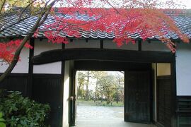 2001秋、紅葉の東山植物園(2)：大根干し、満開の白い山茶花、甘茶蔓