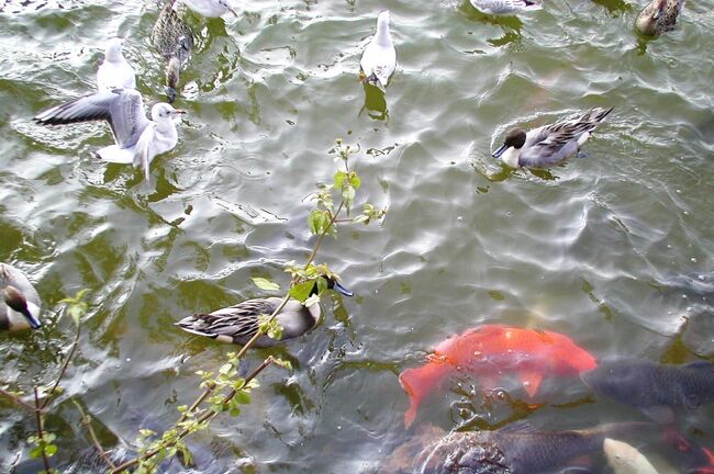 2001秋、秋が深まる名城公園(2：完)：名城公園フラワープラザ、菊、名城のお堀