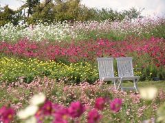 コスモスが秋風に揺れる淡路島