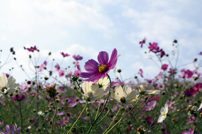 シルバーウィーク最終日、お天気が良かったので秋桜を見に<br />いつも、出掛けている長崎県諫早市の白木峰へ行きました。<br />しかし、見物に見えている方は、連休最終日とお天気に恵まれて<br />いたので、多い人出で駐車場も順番待ちでした。<br />タイミング良く車も置けましたので秋桜畑へ行って見て エッ?<br />これは? と 良く見ると、一昨年来た時と比べると、雲泥の差<br />秋桜の背丈は低い(前回の半分程の高さ)花の輪が小さく種類も<br />非常に少なく思えました。<br />期待とは真反対で、見に来てた人も同様の言葉が聞こえてました。<br />やはり、今年は秋桜の成長時期に雨が少なかったのが1番の原因?<br />と思えました。<br />仕方なく、帰りしな麓の河川敷へ廻ってみる事にしました。<br />そこには、背丈は先ほどのより多少背丈も高く、花の輪も大きく思えました。<br />こちらへ廻って正解でした。<br />野菜類も同様に今年は降雨の影響がここにもあったようです。