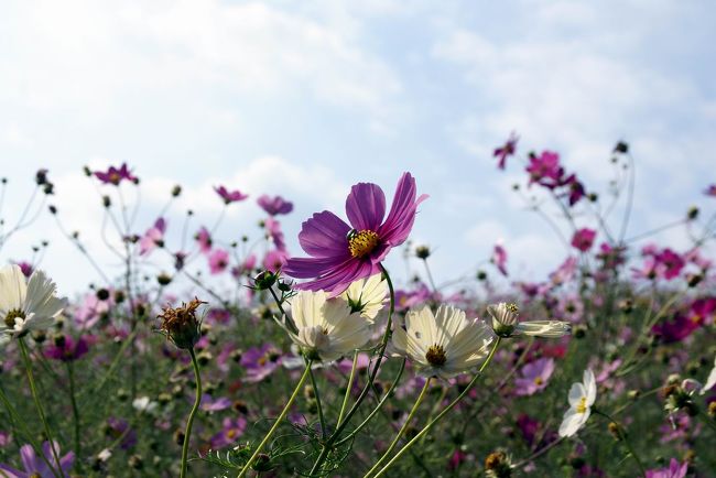 シルバーウィーク最終日、お天気が良かったので秋桜を見に<br />いつも、出掛けている長崎県諫早市の白木峰へ行きました。<br />しかし、見物に見えている方は、連休最終日とお天気に恵まれて<br />いたので、多い人出で駐車場も順番待ちでした。<br />タイミング良く車も置けましたので秋桜畑へ行って見て　エッ？<br />これは？　と　良く見ると、一昨年来た時と比べると、雲泥の差<br />秋桜の背丈は低い（前回の半分程の高さ）花の輪が小さく種類も<br />非常に少なく思えました。<br />期待とは真反対で、見に来てた人も同様の言葉が聞こえてました。<br />やはり、今年は秋桜の成長時期に雨が少なかったのが１番の原因？<br />と思えました。<br />仕方なく、帰りしな麓の河川敷へ廻ってみる事にしました。<br />そこには、背丈は先ほどのより多少背丈も高く、花の輪も大きく思えました。<br />こちらへ廻って正解でした。<br />野菜類も同様に今年は降雨の影響がここにもあったようです。