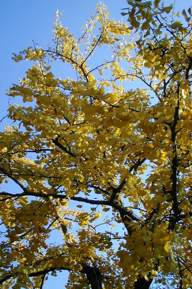 2001秋、鶴舞公園の秋(2：完)：公孫樹の黄葉、秋バラ、ドウダンツツジ