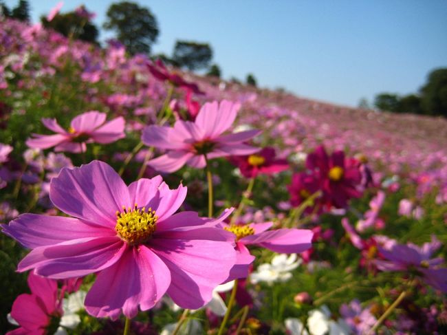 10月中旬の昭和記念公園　見頃のコスモスの丘2009