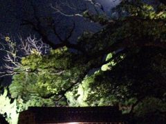 京都「青蓮院」ライトアップ