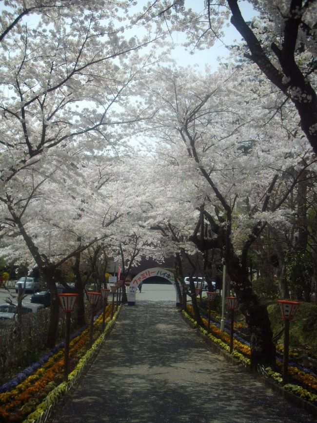 年に一度は家族で一泊。今回は日帰りにて桜祭りへ。