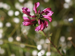 小さな旅●豊田・東海丘陵要素植物群のシラタマホシクサが咲く矢並湿地