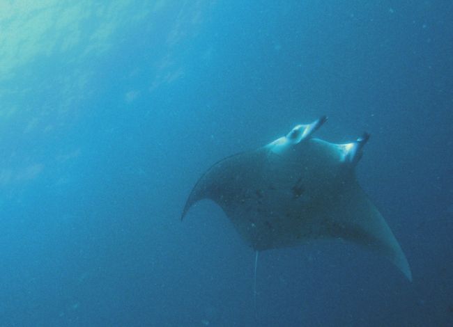 モルディブの海　バア環礁（2/2）