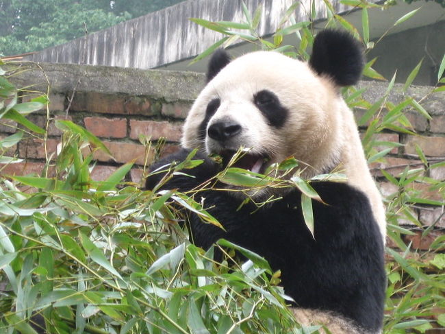 中国と言えばやっぱりパンダ。<br />西安近郊の陝西珍奇動物救急保護センターを訪れパンダの見学。<br /><br /><br />もちろん、兵馬俑を忘れてはいけません・・・。
