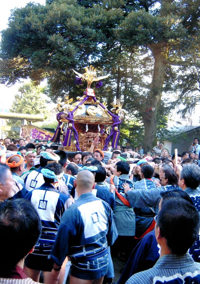 今回の旅は東京都世田谷区は商業地の一番中心地、三軒茶屋で行われる ”太子堂八幡神社のお祭り”です。<br />地名言うと太子堂。駅名ですと三軒茶屋になります。<br />昔、三軒のお茶屋さんがあったことから名づけられました。<br />この町のお祭り。もちろん規模的には大きいです。<br /><br />御由緒<br /> 平安後期、源氏が陸奥安部氏征討の折、武運を祈願したと言われ、それ以前に創建されたものと思われる。江戸期には、天領・大名領・旗本領に細分化されていた太子堂村は、八幡様の祭礼を以って心を一つにしたと言われ、その心は今日にも受継れている。<br /><br />http://www.tokyo-jinjacho.or.jp/syoukai/12_setagaya/12043.html<br />