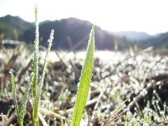 朝露と、森林浴と、秋を目の前に。