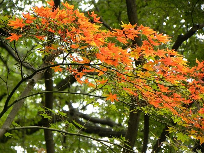 よく見れば、、<br /><br />所々に秋を見せる紅葉が見られました。<br /><br />庭園には紅葉（モミジ）の木も多くこれからの季節が楽しみです。<br /><br />義臣関連旅記<br />　美術館編<br />http://4travel.jp/traveler/jiiji/album/10389050/<br /> 庭園　ＮＥＺＵＣＡＦＥ編<br />http://4travel.jp/traveler/jiiji/album/10389854/