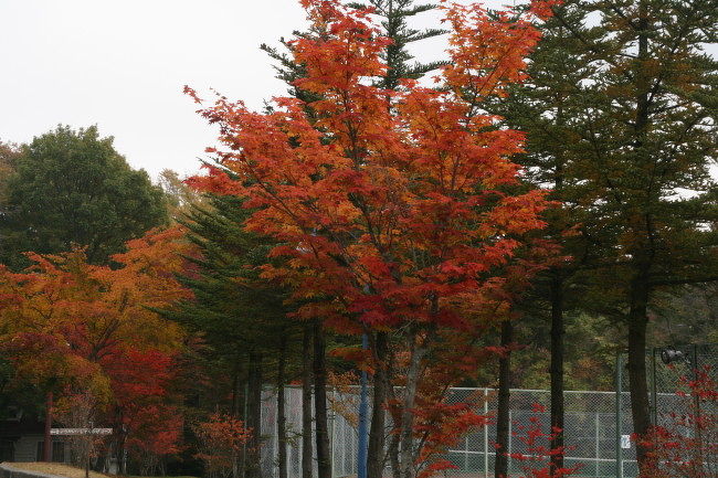 10月中旬のプリンスランドゴルフクラブでプレーでした。<br /><br />付近の別荘地帯では紅葉が綺麗！<br />横浜あたりでは20℃なのに、こちらの朝晩は寒くて長袖！<br /><br />友人別荘泊で楽しくプレーでした。