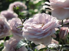 今年も秋バラめざして神代植物公園（3）まぶしい光のもとで本命の秋バラを