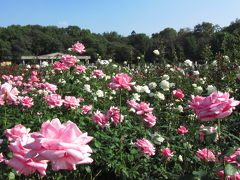 今年も秋バラめざして神代植物公園（4）広角・ワイドで捉えたバラ園