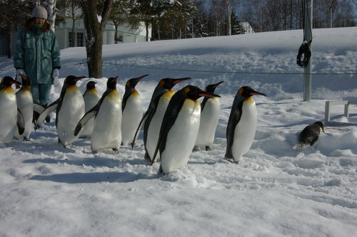旭川市旭山動物園 短し ☆あさひやま動物園 / 旭川市旭山動物園 短し ☆あさひやま動物園 /