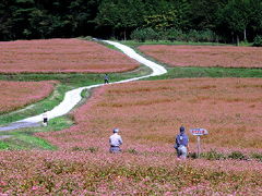 足早に秋が去る伊那路と赤そば