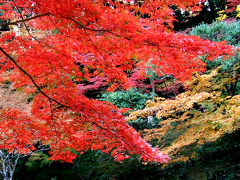 ｏ●紅葉●ｏ 禅林寺･別名“もみじの永観堂”＆南禅寺