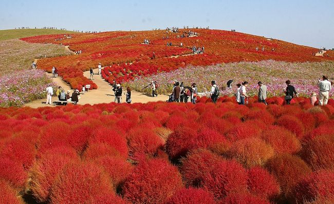 ひたち海浜公園のＨＰで、コキアが10日ほど前から見頃になっているというので気になっていましたが、10月19日に見に行ってきました。春にライトブルーのネモフィラに覆われたみはらしの丘は、赤く紅葉した３万株のコキアに覆われて燃える様でした。<br />昨年から、春はネモフィラ、秋は丘にコキア、丘の麓にコスモを植えているのだそうです。<br />丘いっぱいにコキアが燃える風景は日本でも希有なものではないでしょうか？？<br />ネモフィラとは違った新たな感動がそこにありました。<br /><br />今回のメインはコキアだったけど、コスモスもバラも綺麗でした。<br />行って本当に良かった！！！<br /><br />