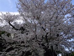 日比谷公園の桜とペニンシュラホテル滞在