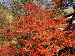 白骨温泉と乗鞍高原の紅葉