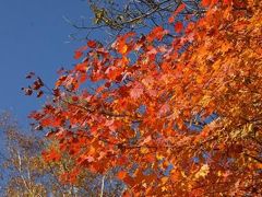 新穂高ロープウェイからの紅葉